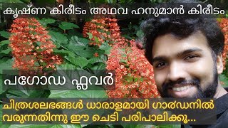 കൃഷ്ണ കിരീടം അഥവ ഹനുമാൻ കിരീടം /Clerodendrum paniculatum /  Red Pagoda Flowers / Nandanam Exotics