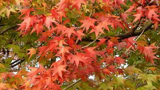 京都の紅葉「宝が池公園」（2021年10月31日　京都市左京区,Autumn leaves in Kyoto,Takaragaike park）