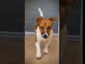 dog breed name type jack russell 3days puppy growing up to one year. greatdogs