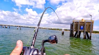 Back Fishing the Brisbane River