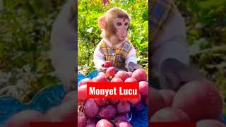 monyet lucu banget || anak monyet pintar #shorts #shortvideo #short