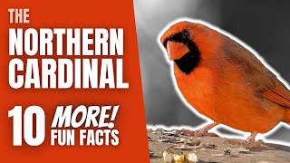 10 More FUN FACTS about the NORTHERN CARDINAL
