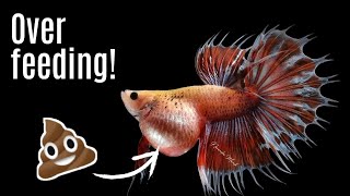 Betta Fish Constipation : Signs And Treatment