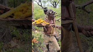 Hadzabe Tribe Old Man Teaches His Boys How to Harvest Stinging Bees Honey #shortsfeed #hadzabetribe