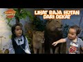 DARMONO FAMILY || BELAJAR MENGENAL HEWAN YANG ADA DI RAHMAT INTERNATIONAL WILDLIFE MUSEUM & GALLERY