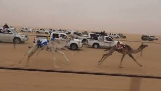 ميدان شرورة-الشوط الأول رئيسي قعدان صعوب مسافة (1200م) الأبرق ل حسن بن عبدالله بن معيقل الصيعري