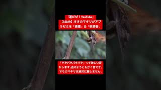 【ASMR】オオカマキリがアブラゼミを「捕獲」＆「咀嚼音 」 #昆虫 #映像芸術 #asmr