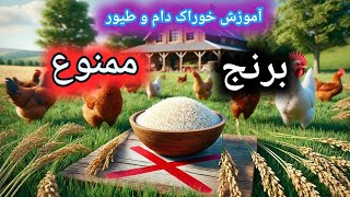 برنج دامی و سبوس برنج , مزایا و معایب برنج و سبوس برنج در جیره دام و طیور , آموزش جیره نویسی