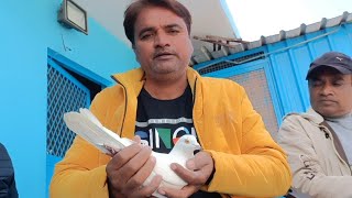 KOLKATA SE DELHI SHAUNK KARNE AAYE KABOOTARO KA #pigeon #youtubeshorts #trending #shortvideo