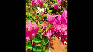 ഈ പാട്ട് ഈ വീഡിയോയിൽ ചേരുന്നുണ്ടോ guys.... super garden