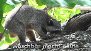 Costa_Rica_06_Besuch_Naturpark_2.mp4