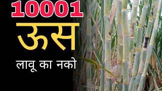 10001 ऊसाचे पुटवे कमी आहेत म्हणुन लावायचे सोडत असाल तर 100% पचतावाल