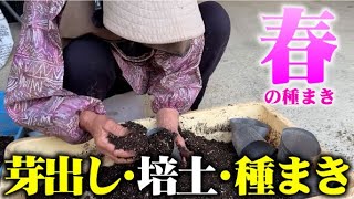 種まき成功の秘訣は芽出しと培土【カボチャの種まき】今ハマっている種まき培土はコレ【神の杜】【たねまき培土】【スーパーミックスA】