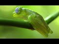 animals of amazon rainforest 8k ultra hd – jungle wildlife and sounds