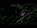 ◎♪鳥くん野鳥動画・コノハズク赤色型（夜）ヤブキリを捕らえた20210712鳥取県八頭町八東ふる里の森ー6z3a3609