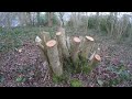 how not to coppice hazel