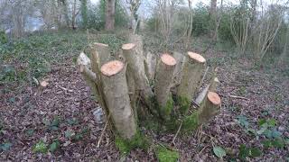 How Not To Coppice Hazel