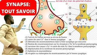 SVT:SYNAPSE||Mécanisme de la transmission de l'influx nerveux#