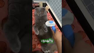 3 أشياء منزلية غريبة تعشقها القطط بجنون! 😻✨ #قطط