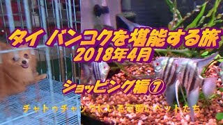 チャトゥチャックにいる可愛いペットたち（タイ バンコクを堪能する旅2018年4月 ショッピング編⑦）