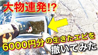 大物の楽園で大量の生きたエビを撒いてみたら大物が連発してやばかった⁉︎【エビ撒き釣り】