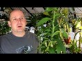 orchid care reblooming dendrobium nobile orchids u0026 dendrobium keiki s a story of two brothers