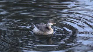 カイツブリの潜水。