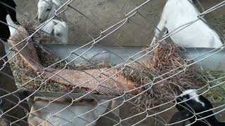 GOAT'S EATING DRY HYDROPONICS IN MY FARM