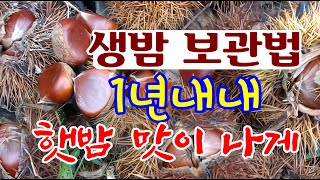 생밤보관법 1년내내 햇밤맛이나게