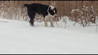 БАСАР 1 г. сын УРКАНА и РИЦЫ внук ЖИГАНА и БУРАНА.