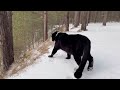 a hike through the childhood places of luna the panther 🐆🌲 eng sub