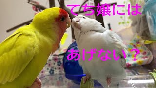 220517【てち嬢にはあげない】素素なぜなの 小桜インコ　我が家の天使たち6羽