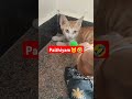 innum🐱🤣ena nee paithiyama ninaichtu irukila comedy viralvideos shortsfeed shorts