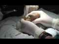 california condor chick gets help hatching