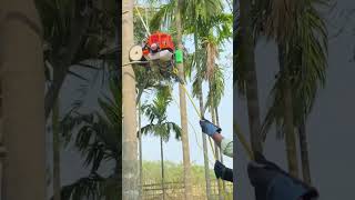 Amazing Gagat 🤩তামুল পৰা মেচিন ॥ Tamul Pora Machine ॥ Arecanut harvester 2023