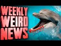 Lonely, Sexually Frustrated Dolphin Terrorizing Japanese Beaches - Weekly Weird News