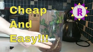 CHEAP \u0026 EASY ways to set up an enclosure for Phasmids (Stick insects)