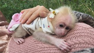 Baby monkey Obi when he was a baby was held and cared for by his mother