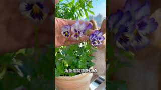 【蓝胖小花匠🎏】冬季里的小可爱：角堇养护方法～#角堇#爱生活爱养花#养花小知识#我的阳台小花园#花卉绿植