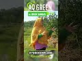 AQ GREEN vs JERUK SAMBAS Kalimantan Barat