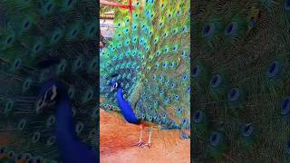 Beautiful Peacocks//Kuri vippina nemali andam #shorts #ytshorts #youtubeshorts  #trendingshorts