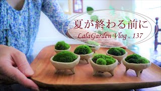 オシャレで可愛い苔豆盆栽・夏が終わる前にやりたいこと・ゴウヤと夏野菜・キノコ絵日記のまとめ・ハンドメイド作家のアメリカ暮らしVlog・ガーデニングと暮らし