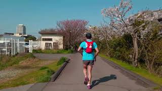 Walking the Ebigawa River in Funabashi City, Chiba Prefecture | 船橋の海老川沿いの桜並木を散歩