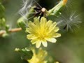 OPIUM LETTUCE TINCTURE - Lactuca Virosa/Serriola a.k.a. Prickly Lettuce - Lactucarium Tincture