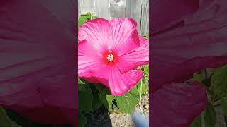 🌺 blooming      hibiscus