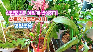 선인장 키우기 번식방법 #피쉬본선인장 립살리스쇼우(생선뼈선인장)번식시키기 공작선인장 번식시키기 손가락선인장 번식방법 삽목후첫물주는시기