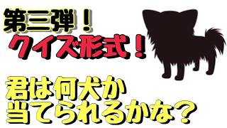 【クイズ！】この犬種なーんだ！犬パート3［兵庫ペット医療センター トリミング 尼崎 犬動画　］Happy dog glooming