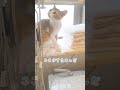 【子猫】タオルが好きすぎてタオル置き場から離れない子猫です🌼 shorts 猫 ねこ