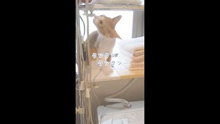 【子猫】タオルが好きすぎてタオル置き場から離れない子猫です🌼 #shorts #猫 #ねこ