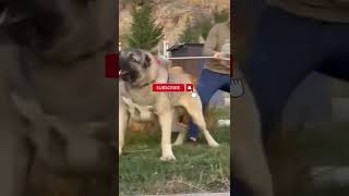 kangal dog vs tiger #kangal #tiger #shorts